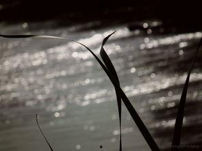 黄河裸泳爆料视频,揭秘网络爆料的背后真相  第1张